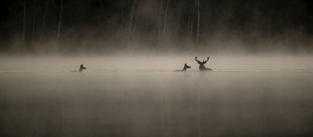 actualité chant des foret